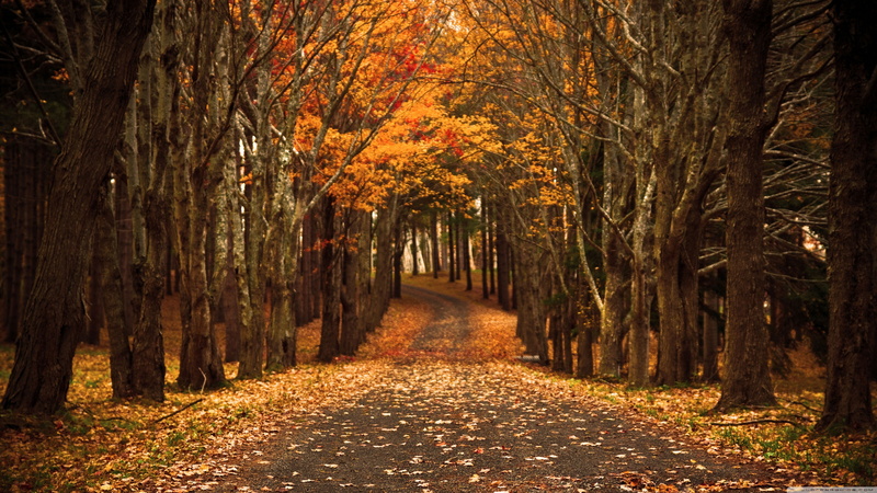 footpath, rural, no people, growth, path, scenery, 4K, tree trunk, wood, tranquil scene, plant part, scene, outdoors, outdoor, beauty in nature, yellow