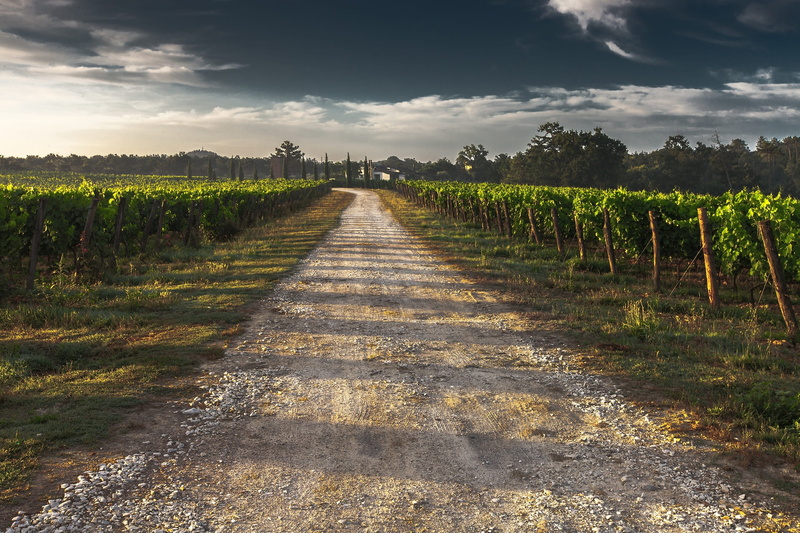 diminishing perspective, no people, land, wine, farm, straight, green, wide, tree, plant, rural scene, the way forward, evening, landscape, gravel road