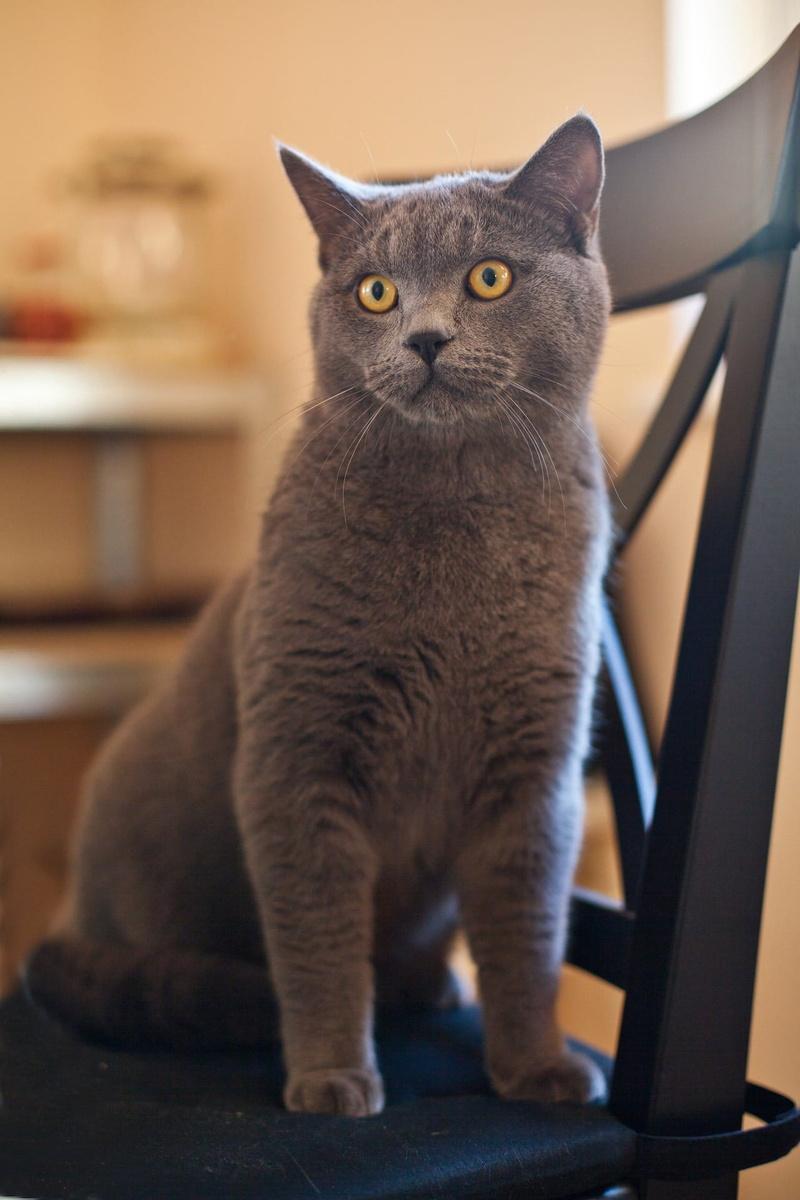 armless, Gray, looking at camera, indoors, Feline, whisker, animal themes, russian, focus on foreground, one animal, companion, furry, Cat, animal eye