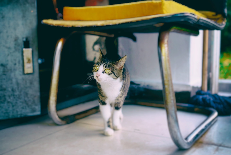 kitten, machine, plant, couch, bokeh, one animal, mammal, domestic cat, whisker, blossom, feline, geranium, spoke, furniture, domestic, sitting, strap