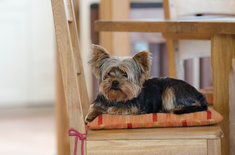 seat, Yorkie, Yorkshire Terrier, indoors, Dog, tan, animal themes, domestic animals, looking at camera, 4K, terrier, lap dog, domestic, portrait, wood - material