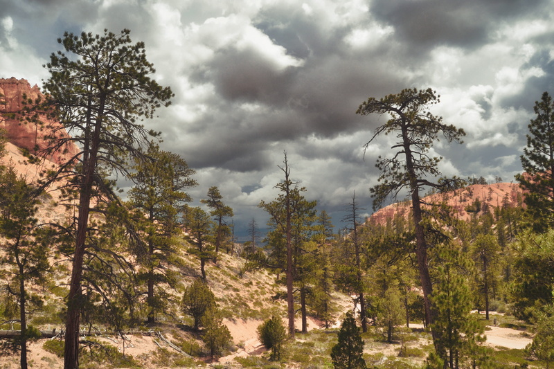 growth, scenic, rock, tranquility, canyon, nature, cloud - sky, desert, usa, tree, beauty in nature, red, environment, coniferous tree, no people, trees