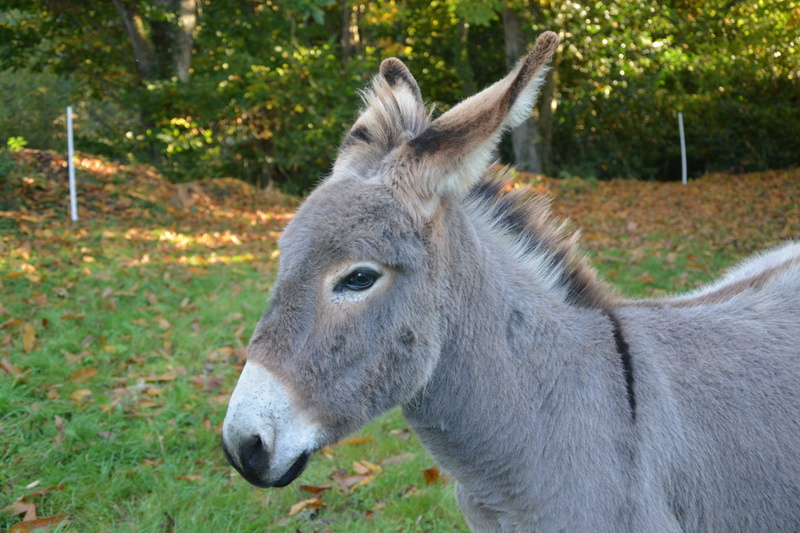 colt, field, no people, domestic animals, vertebrate, animal head, livestock, domestic, working animal, plant, close-up, one animal, hiking, focus on foreground