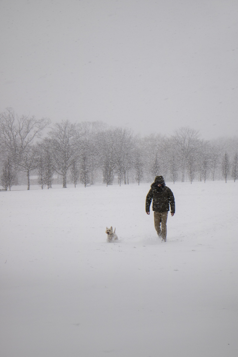 4K, outdoors, pet, together, frost, daylight, winter, ice, scenics - nature, jacket, black, foggy, man, real people, white color, trees, wearing, day