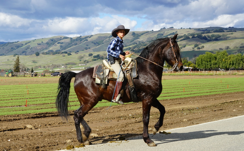 brown, outdoors, gilroy, cloud - sky, domestic, horse, pets, activity, mammal, vertebrate, daytime, cowboy, full length, stallion, cowboy hat, people, 4K