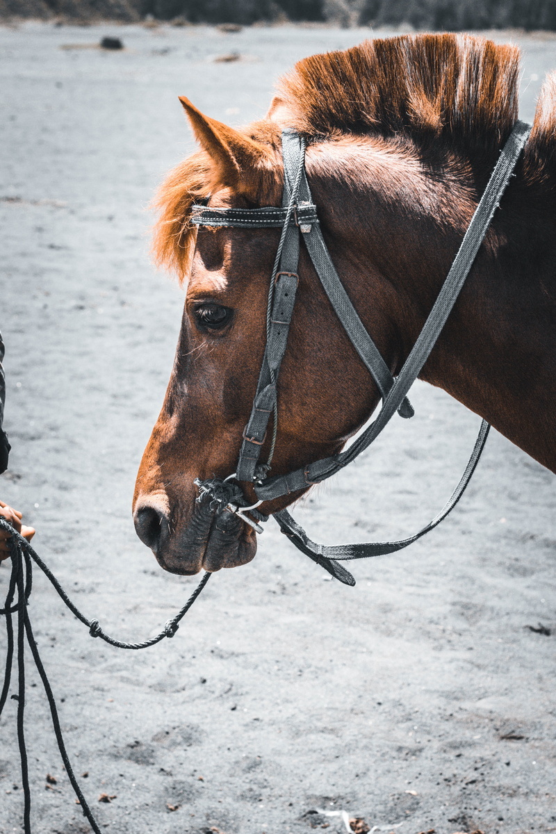 machine, animal, apparel, pets, stallion, strap, domestic animals, herbivorous, harness, vertebrate, photography, animal head, saddle, close-up, footwear