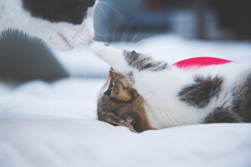 vertebrate, sleeping, whisker, domestic cat, poking, pets, one animal, animal themes, s, animal head, close-up, cat, feline, bed, animal, 4K, kitten, mammal
