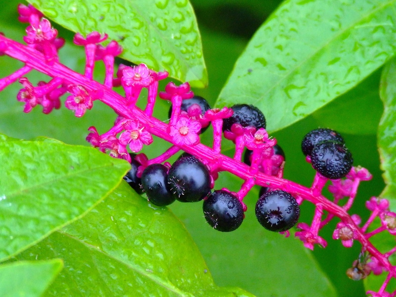 2K, growth, vegetarian Food, wellbeing, food and drink, vitamin, ripe, plants, crop, black Currant, gourmet, food, day, black, green Color, berry Fruit