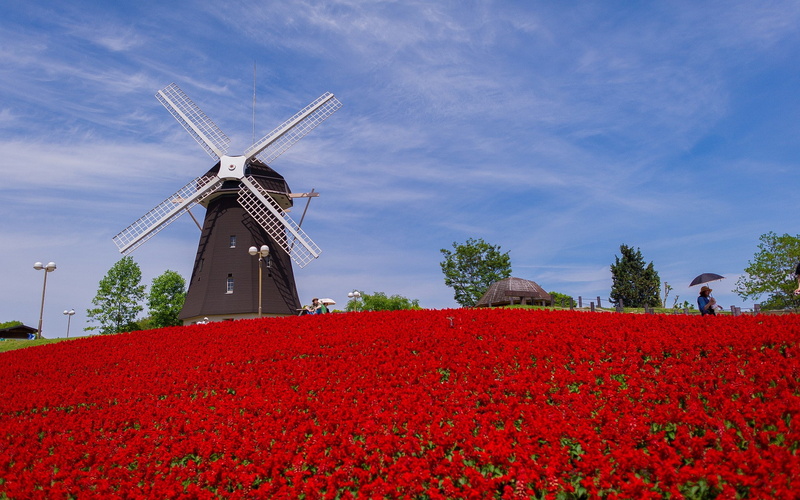 flowering plant, freshness, plant, environment, outdoors, no people, rural scene, windmill, sky, flowerbed, wind turbine, wind power, growth, day, flower