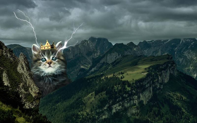 domestic animals, domestic cat, 1080P, illustration, one animal, tabby, pets, feline, storm cloud, no people, kitten, sky, whisker, portrait, animal themes