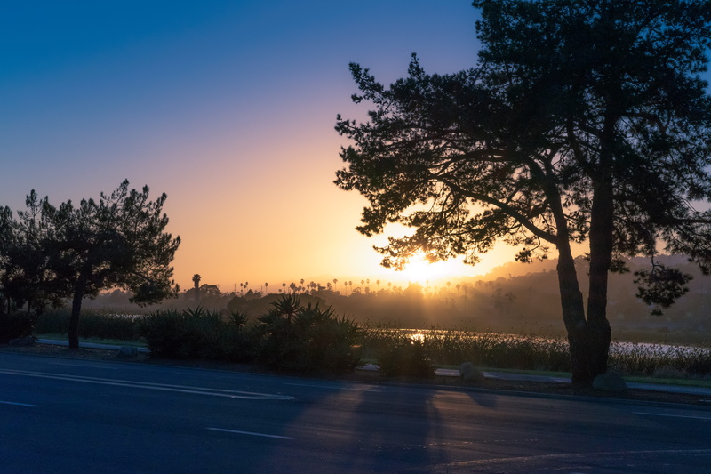 purple, dusk, road, outdoors, golden hour, transportation, sony, morning, tree, pink, palmtree, tranquil scene, sunlight, silhouette, orange color, 5K