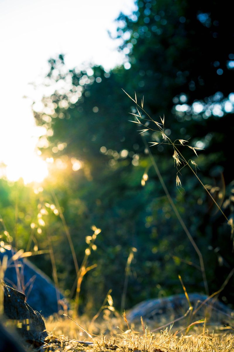 5K, flying, flower, plant, growth, sky, no people, land, trail, path, rattlesnake canyon park, field, sun light, lens flare, selective focus, united states