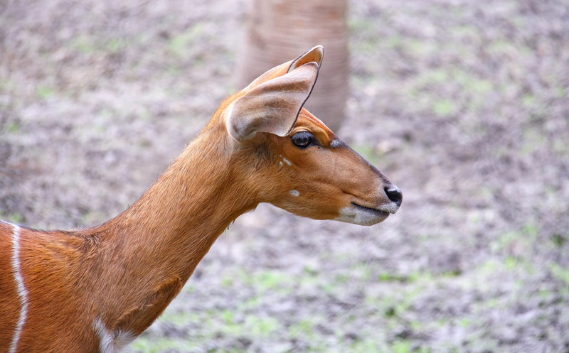 animal themes, animal body part, zoo, no people, side view, cuddly, gorgeous, one animal, close-up, profile view, brown, awesome, houston, godscreation
