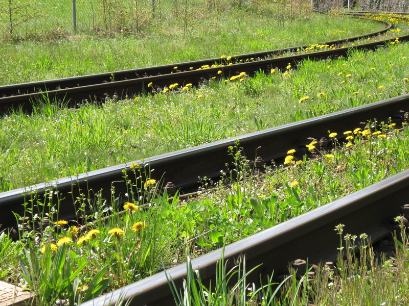 meadow, green color, tranquility, field, green, spring, public transportation, day, grass, railway rails, growth, nature, rail transportation, scenics - nature