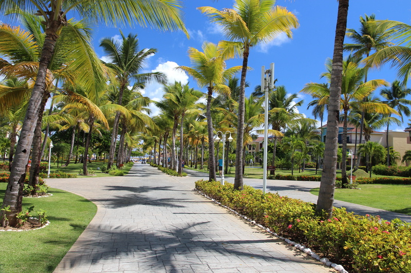 tracks, travel, clear sky, growth, hotel, landscape, palm tree, tropical tree, beds, treelined, diminishing perspective, palm trees, shadow, no people