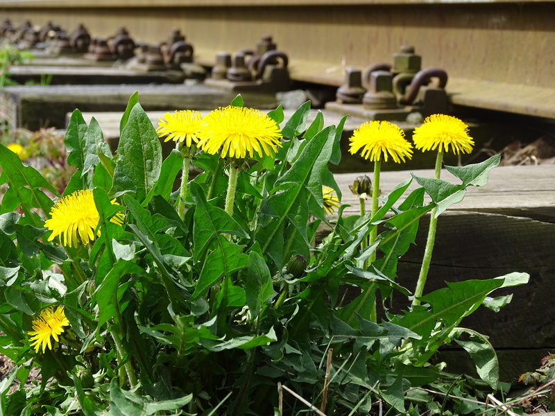 train, close-up, plant part, flower, track, springtime, plant, rail, pointed flower, usually, flowering plant, nature, track bed, inflorescence, petal