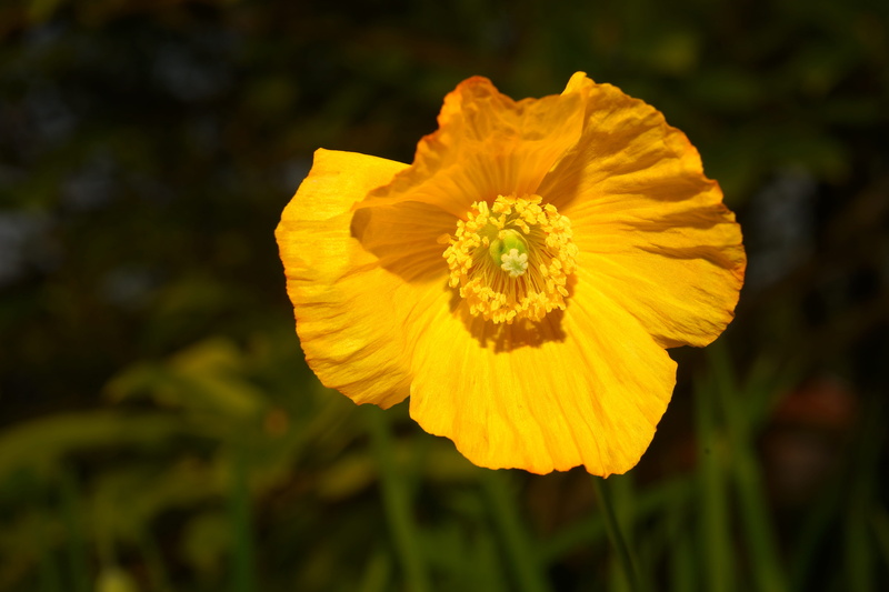 mohngewaechs, colorful, pollen, Bloom, plant, Blossom, vulnerability, freshness, bright, beauty in nature, inflorescence, growth, poppy flower, flower