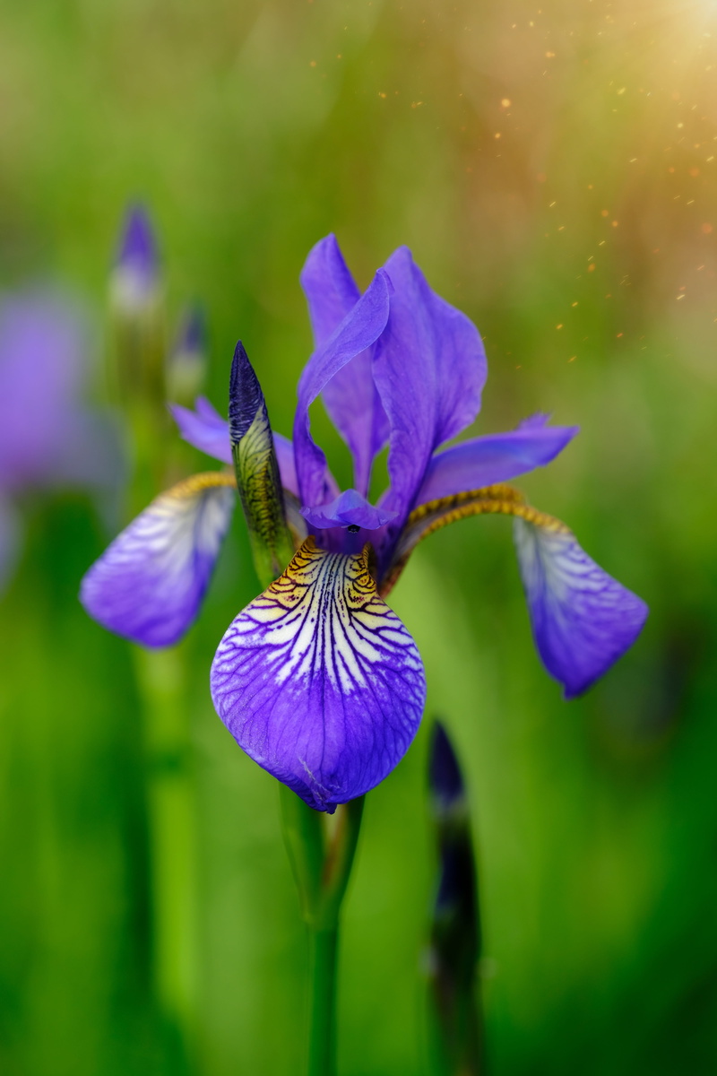 iridoideae, flower, growth, freshness, pollen, polle, sunbeam, vulnerability, plant, iris - plant, iris, plant stem, bloom, close-up, sunlight, petal, nature