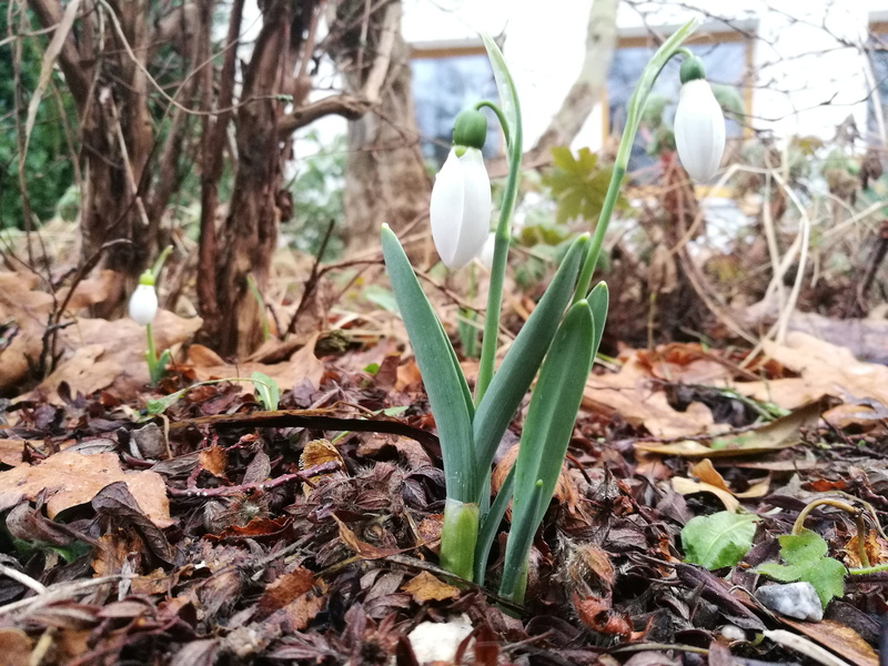 nature, prolisok, no people, plant part, messy, earth, March, day, eco, field, march 8, 4K, plant, snowdrop, vulnerability, growth, bloom, tranquility