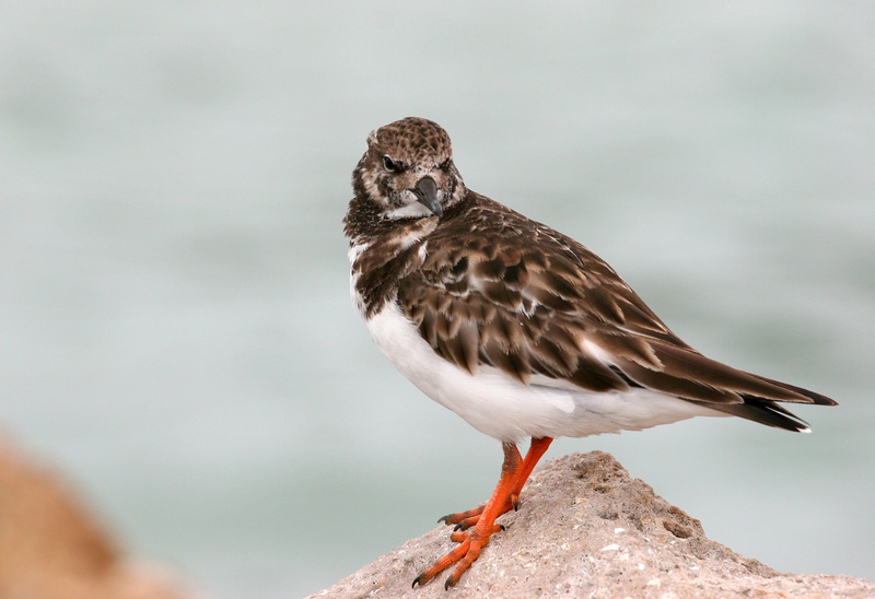 white bird, 1080P, animal, nature, stone, orange, wildlife, jetty, looking, Ruddy Turnstone, somewhere, brown, white, shore bird, animals In The Wild