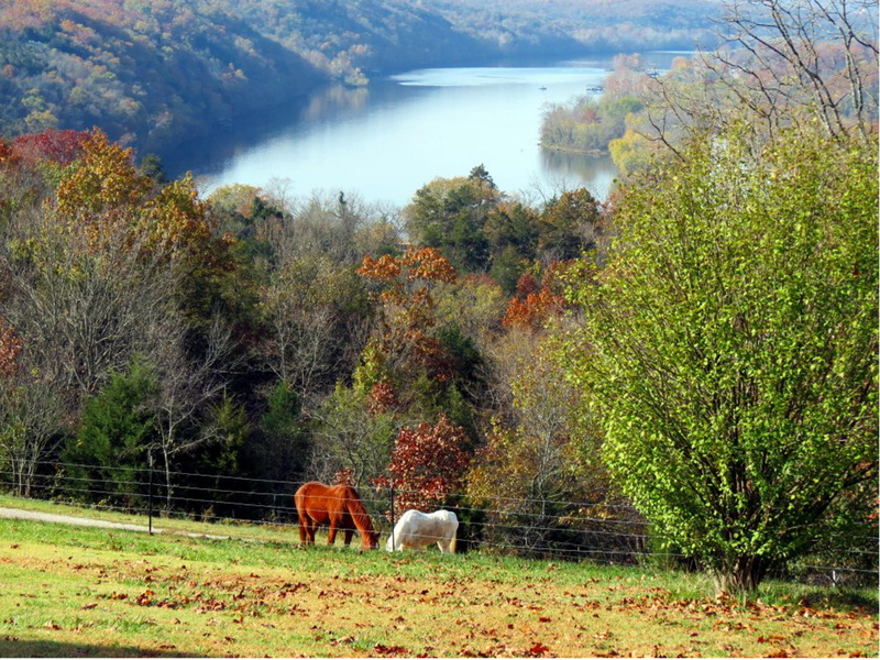 somewhere, scenery, heaven, animals, 4K, horses, lakes, brown, white