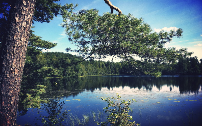 reflection lake, tree, somewhere, scenics - nature, trees, swedish, sky, plant, beauty in nature, waterfront, growth, appleiphone4, reflection, forest