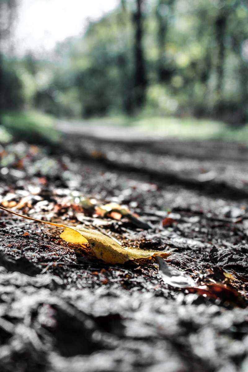 5K, animal, forest, day, invertebrate, field, falling, tree, land, no people, plant, autumn, nature, selective focus, random, somewhere, road, light, outdoors