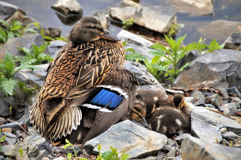 animals in the wild, watching, protect, protective, nature, no people, wings, sleeping, one animal, outdoors, water, mammal, mother, rest, perching, full length