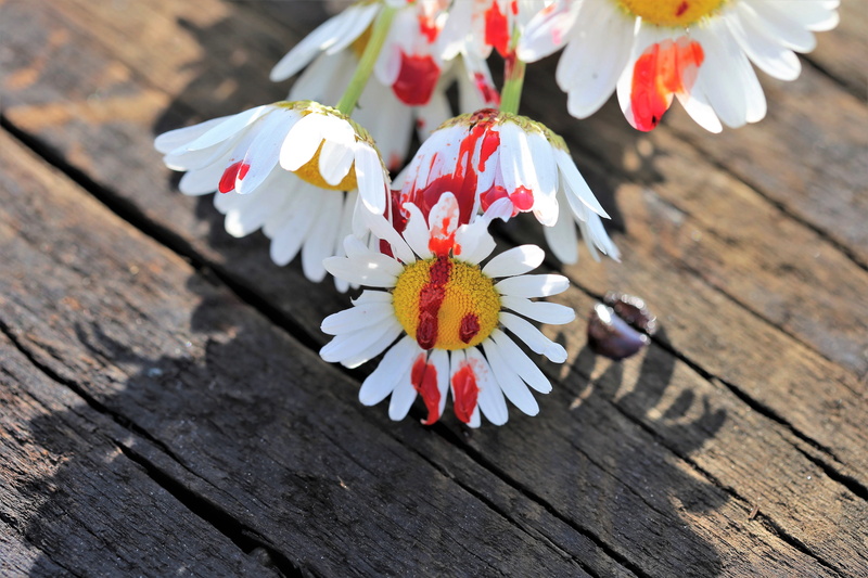 lost love, day, flowering plant, plant, white color, controlled condition photo, tragedy, close-up, high angle view, freshness, sadness, focus on foreground