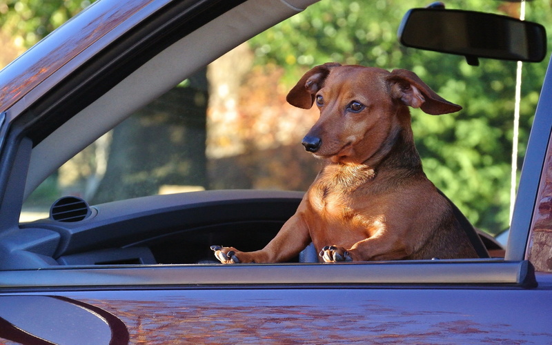 the situation, passenger, machine, Dachshund, dog, 1080P