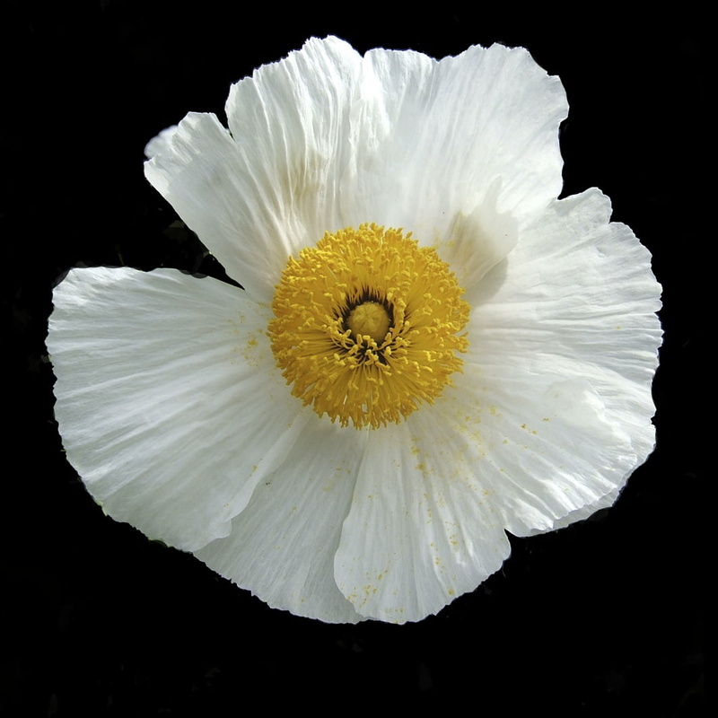 yellow, flower Head, black Background, petal, nature, flower  flower, photo, Peace, white, close, plant, freshness, close up, single Flower, flower, close-up