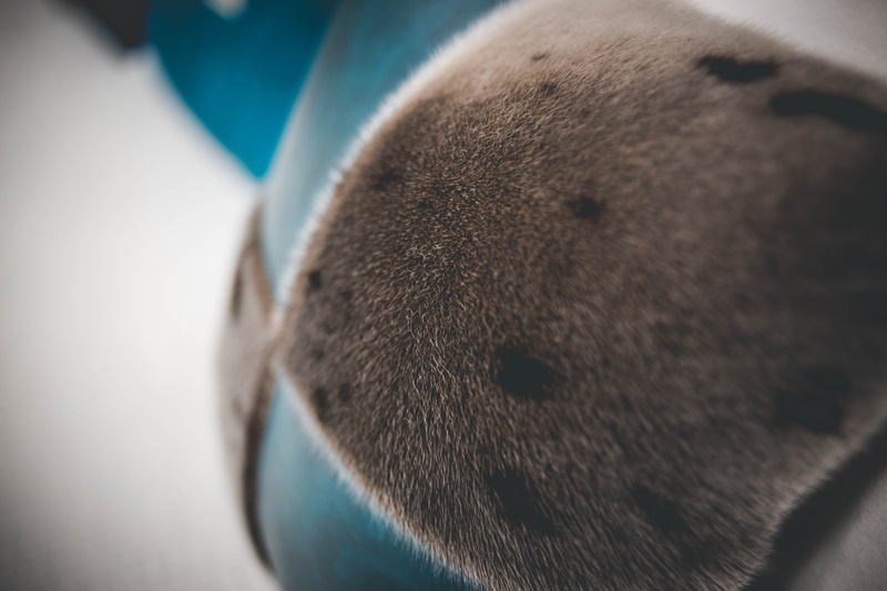 handrail, day, cushion, animal wildlife, snout, headrest, mammal, 5K, pet, close-up, scenery, animal nose, accessory, vertebrate, animal, nature, bear