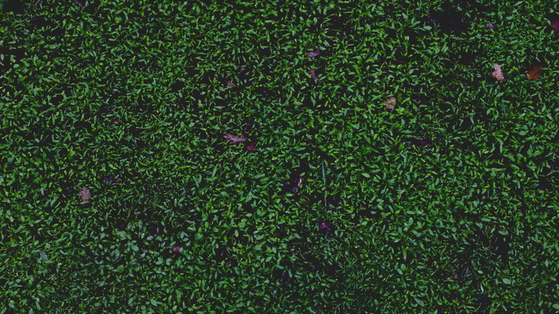 close-up, damp, foliage, beauty in nature, plant, day, high angle view, full frame, field, outdoors, green, grass, growth, wet, bush, plant part, ground