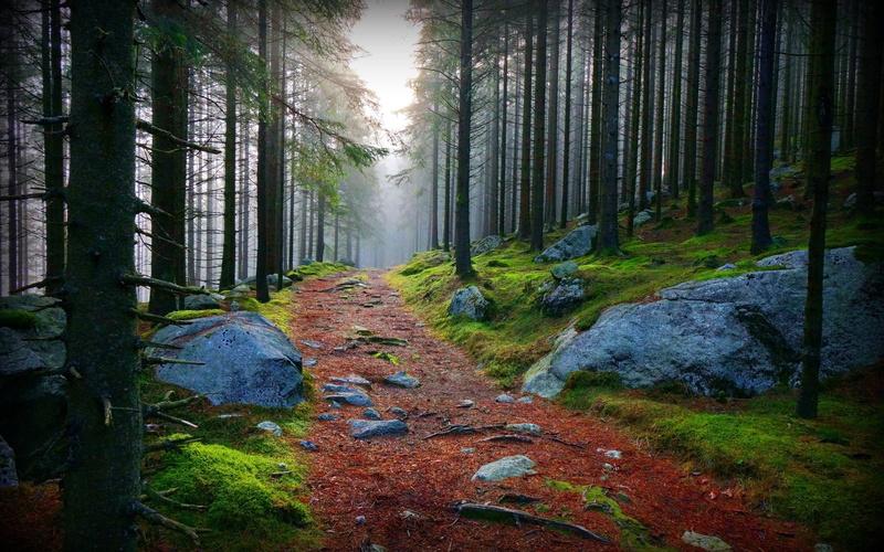 grass, rural Scene, green Color, boughs, 2K, environment, growth, spooky, stones, sunbeam, park - Man Made Space, green, path, magic, tranquil Scene, branch