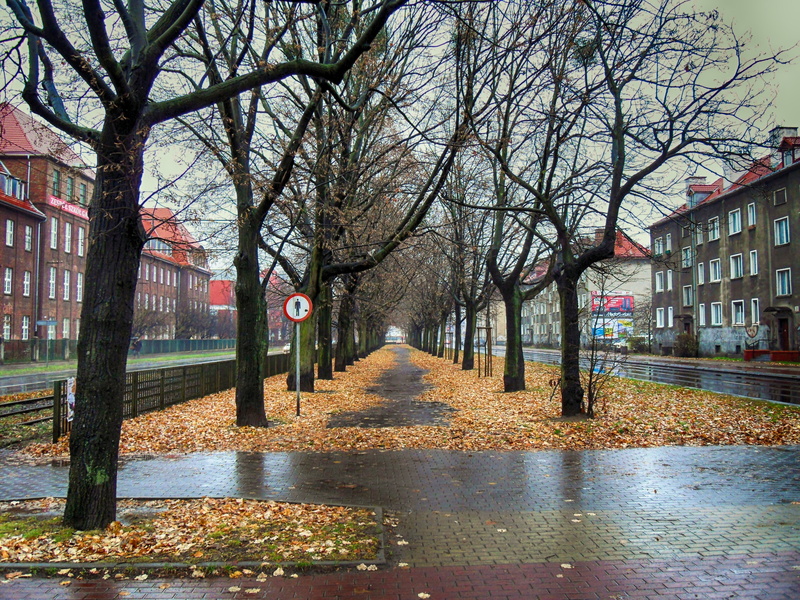 the way forward, hdr, branch, tree trunk, 4K, urban, nature, architecture, cities, built structure, diminishing perspective, damp, footpath, canal, bare tree