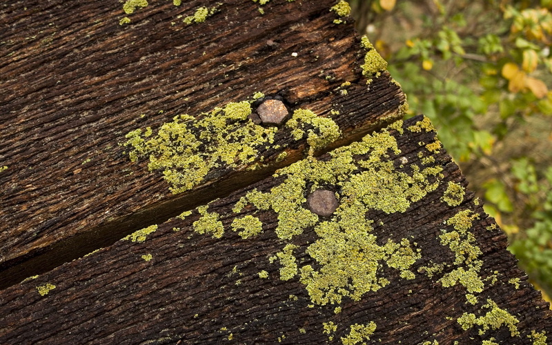 boards, 2K, dampness, moss, nails