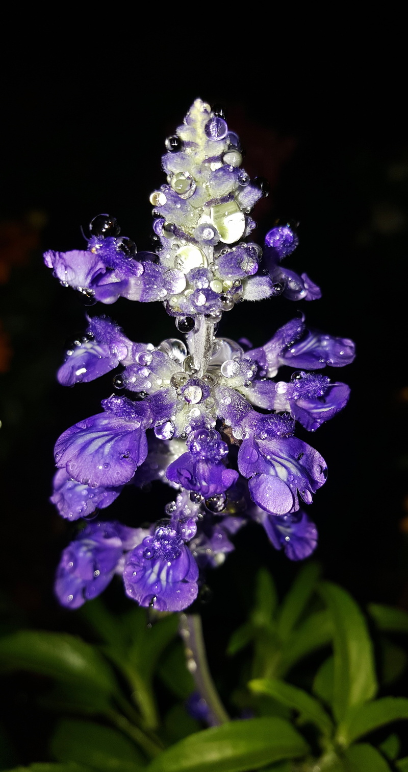 selective focus, flower head, flower, bloom, petals, no people, salvia, flora, petal, beauty in nature, growth, black background, focus on foreground, droplets