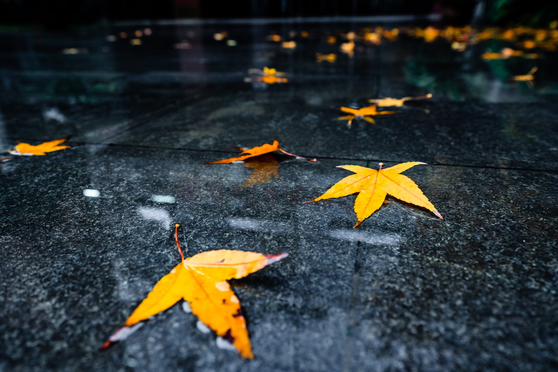 animal, asphalt, yellow, tiles, blossom, anise, maple, maple leaf, star shape, planting, nature, tarmac, plant part, falling, 8K, shape, focus on foreground