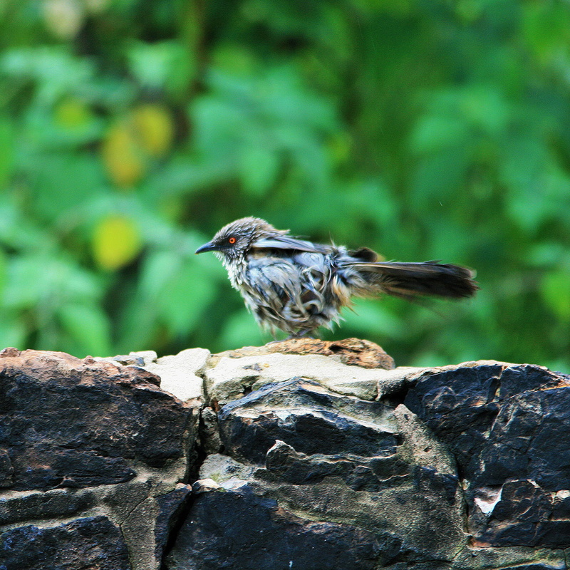 full length, solid, nature, damp, fluffing, close-up, day, sun, wet, perching, focus on foreground, one animal, wildlife, small, animal themes, bird Watching