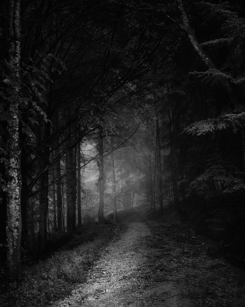 direction, monochrome, b+w, road, light, 5K, woodland, pathways, mist, trees, land, outdoors, atmosphere, forest, footpath, nature, black and white, fog