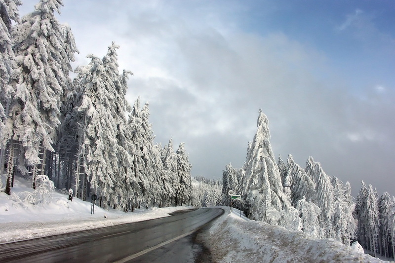 conifers, mood, christmas, environment, snowy, winter forest, plant, white color, tree, cloud - sky, white, winter dream, winter trees, cold temperature