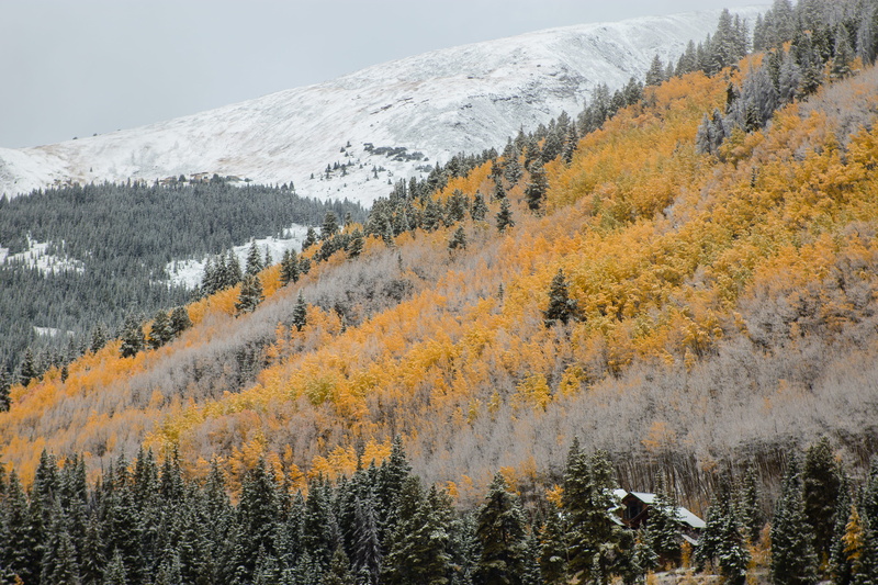 road trip, photography, trees, yellow, coniferous tree, no people, wanderlust, tranquility, landscape, nature, snow, change, forest, day, grey, travel