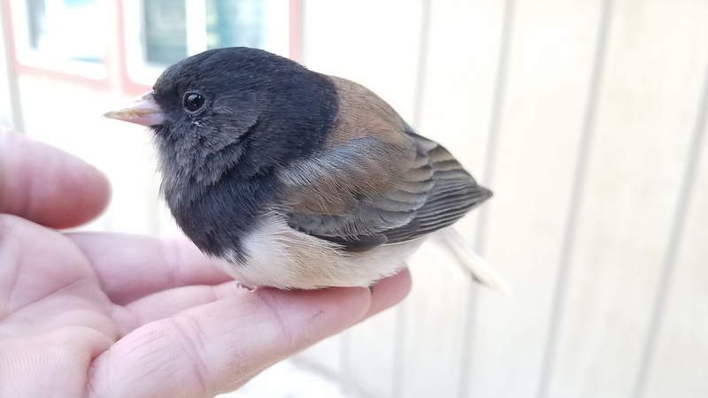holding, junco, care, human body part, one animal, Bird, Bird, outdoors, unrecognizable person, one person, black, close-up, animals in the wild, 4K, vertebrate