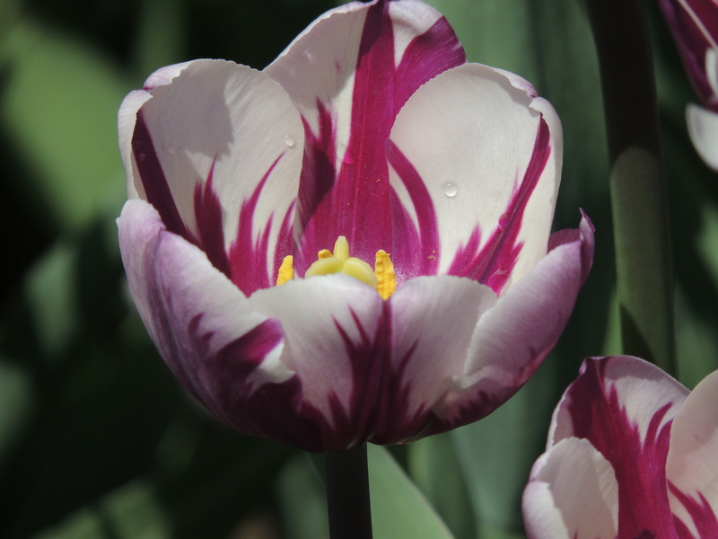 close-up, no people, fragility, freshness, 4K, plant, tulip, flower head, nature, pink color, beauty in nature, focus on foreground, petal, day, albany