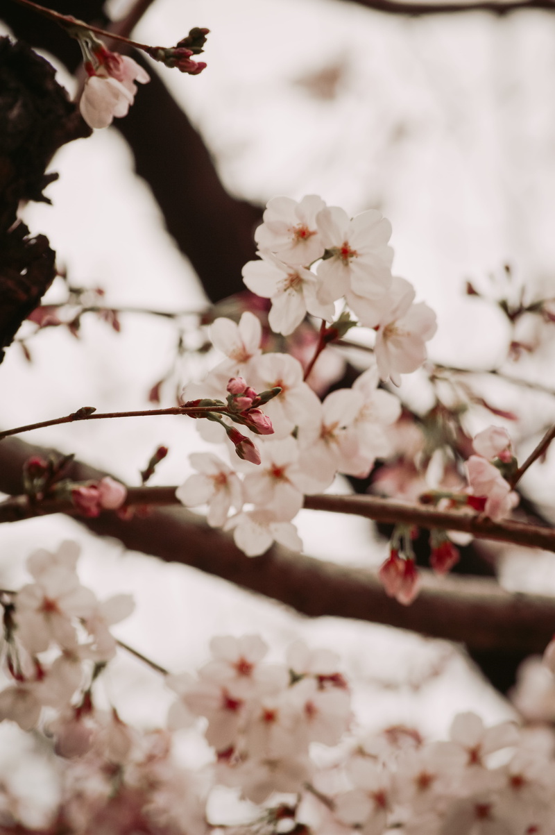 musical instrument, crocus, one person, cherry, 5K, close-up, finger, cherry blossom, tree trunk, fragility, pollen, brass section, goggles, flower head
