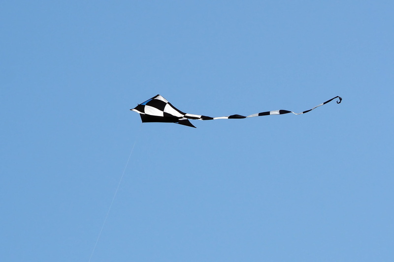 animal themes, blue background, hobby, animal wildlife, summer, animal, sky, kites rise, blue, sunny, animals in the wild, cord, outdoors, flying, air vehicle