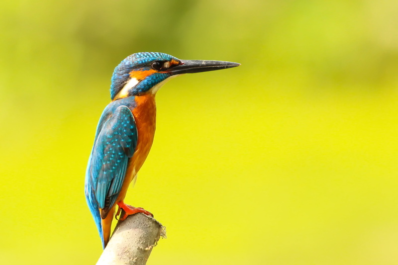 animals, animals in the wild, nature, kingfisher, close-up, yellow, tree, animal, perching, birds, side view, orange, colors, animal wildlife, teal, animal themes