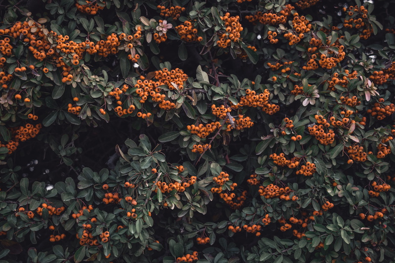 vulnerability, plant part, fragility, plant, flower, freshness, berries, orange color, red, 5K, backgrounds, no people, nature, growth, tree, close-up