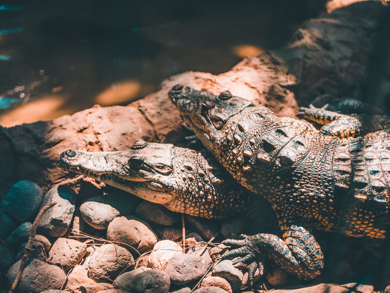 rock, teal, day, sleep, nature, black, solid, two, alligator, amphibian, pair, animal wildlife, water, orange, 4K, no people, turtle, crocodiles, wildlife