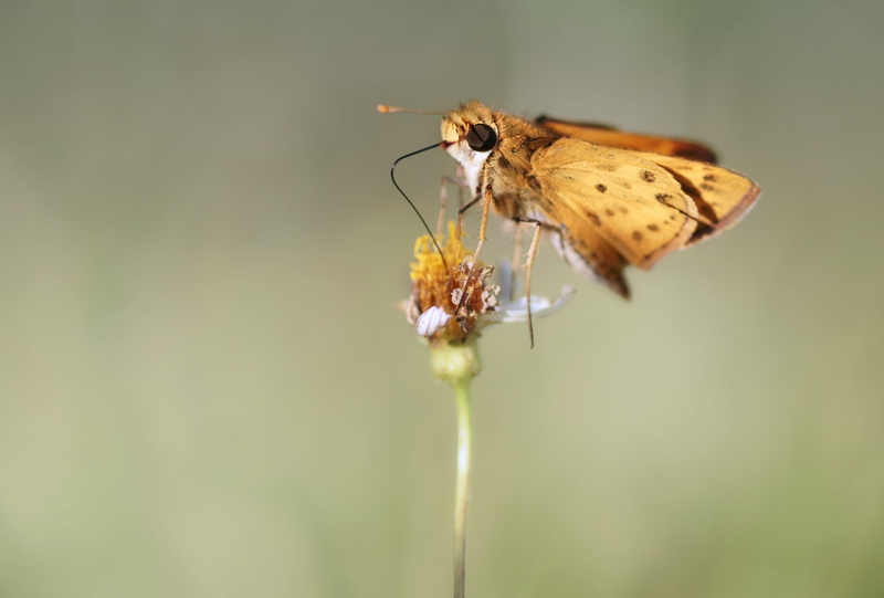 whirlabout, black, sun, bidens  alba, lepidoptera, brevard  county, butterfly, sony  a6300, summer, happiest, animal Wing, polites  vibex, space  coast